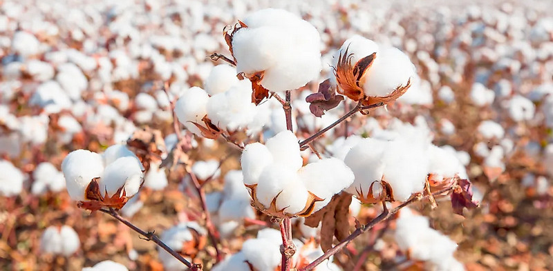 Meeting of Stakeholders held by the Committee on Cotton Production and  Consumption