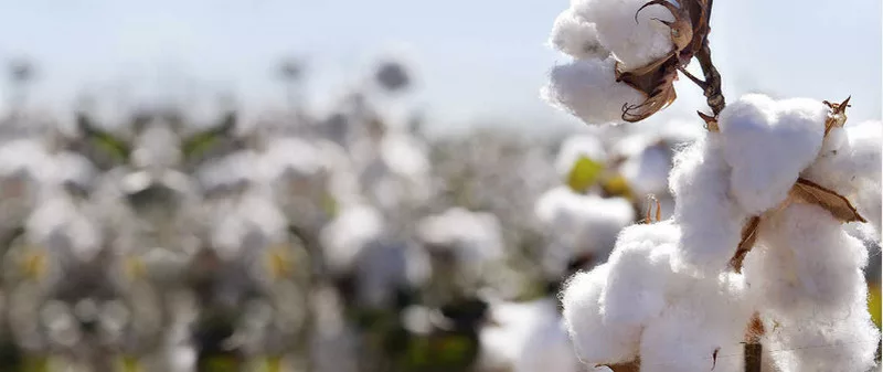 CAI maintains its cotton crop estimate for 2019-20 crop year at 354.50 lakh  bales - The Economic Times
